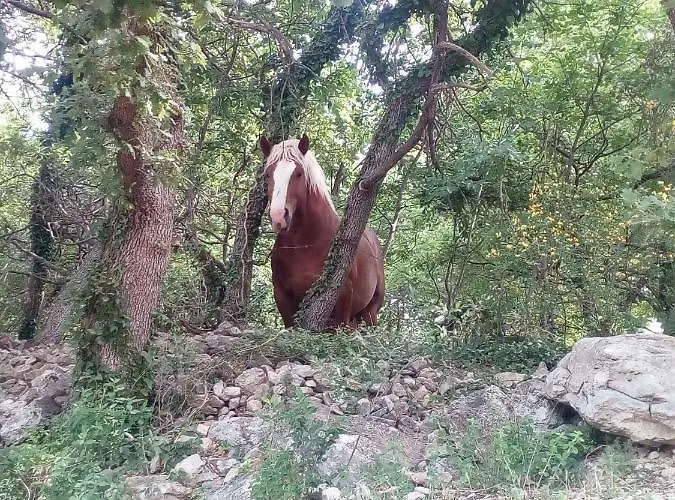 Mastro Renzo Tour Naturalistico Enogastronomico Pescosansonesco